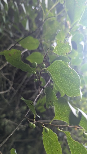 Celastrus punctatus, photograph 1