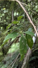 Actinodaphne mushaensis, photograph (c) Cheng-Te Hsu, some rights reserved (CC BY)