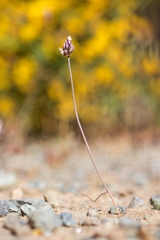 Allium rubrovittatum