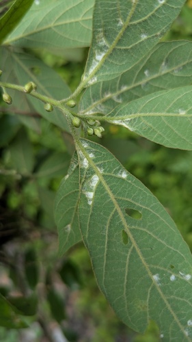 Actinodaphne mushaensis, photograph 2