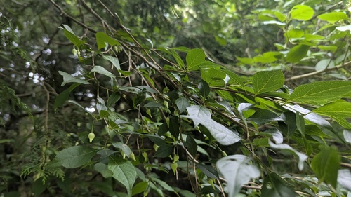 Styrax formosanus, photograph 1