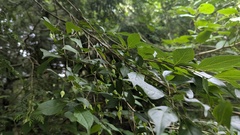 Styrax formosanus, photograph (c) Cheng-Te Hsu, some rights reserved (CC BY)