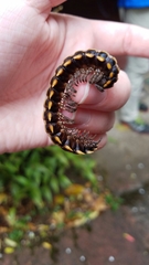 Nyssodesmus python