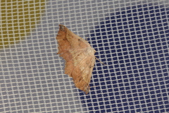 Drepanogynis mixtaria