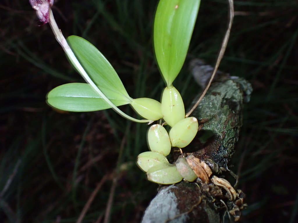 Bulbophyllum biflorum; photograph (c) Paolo Co, some rights reserved (CC BY)