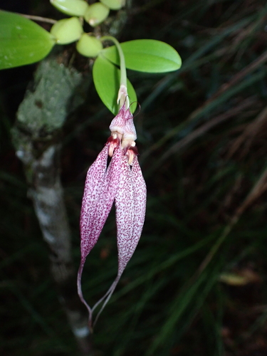 Bulbophyllum biflorum, photograph 2