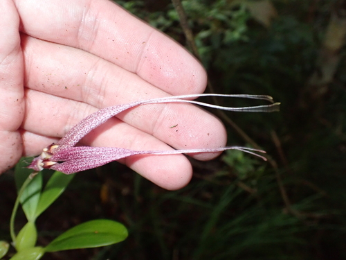 Bulbophyllum biflorum, photograph 3