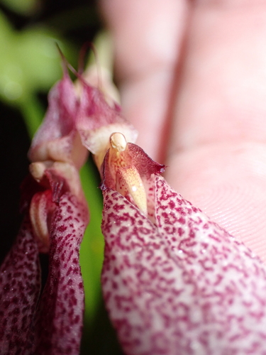 Bulbophyllum biflorum, photograph 4