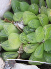 Haworthia cymbiformis