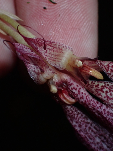 Bulbophyllum biflorum, photograph 5