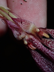 (c) Paolo Co, some rights reserved (CC BY) Bulbophyllum biflorum, photograph (c) Paolo Co, some rights reserved (CC BY)