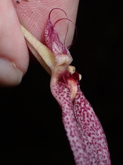 Bulbophyllum biflorum, photograph (c) Paolo Co, some rights reserved (CC BY)