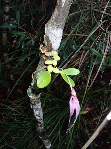 Bulbophyllum biflorum
