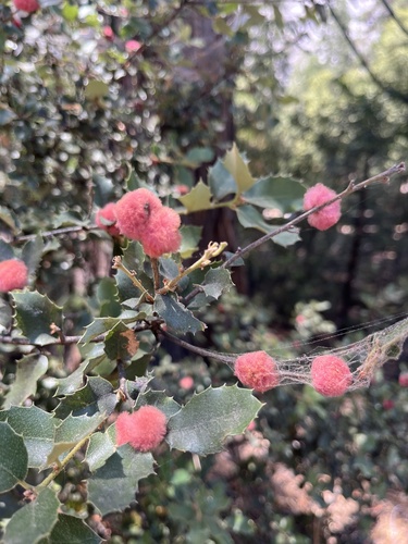 iNaturalist observation photo of Oak Gall Wasps