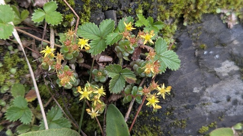 Sedum nokoense