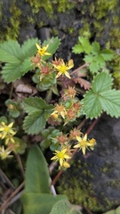 Sedum nokoense, photograph (c) Cheng-Te Hsu, some rights reserved (CC BY)