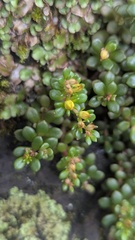 Sedum nokoense, photograph (c) Cheng-Te Hsu, some rights reserved (CC BY)