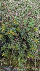 Sedum nokoense, photograph (c) Cheng-Te Hsu, some rights reserved (CC BY)