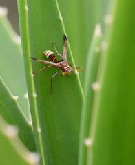 Polistes badius