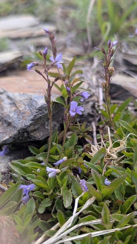 Veronica morrisonicola, photograph 5