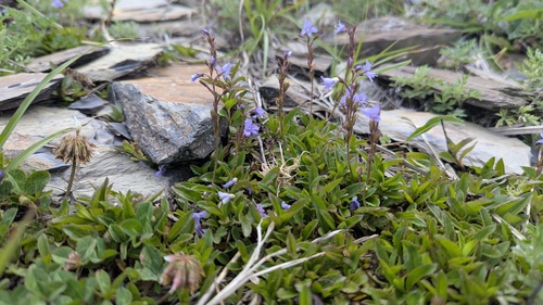 Veronica morrisonicola, photograph 6
