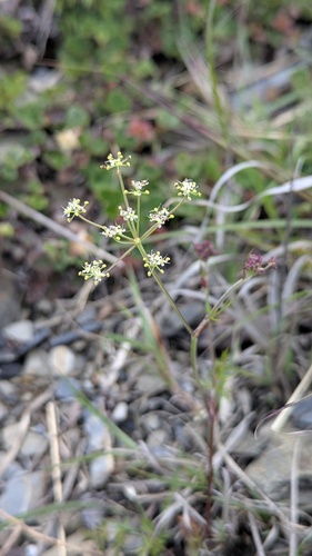 Pimpinella niitakayamensis, photograph 3