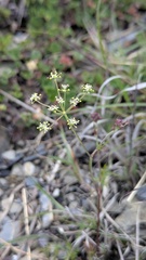(c) Cheng-Te Hsu, some rights reserved (CC BY) Pimpinella niitakayamensis, photograph (c) Cheng-Te Hsu, some rights reserved (CC BY)