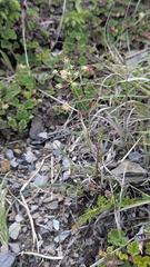 Pimpinella niitakayamensis