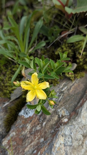 Hypericum nagasawae, photograph 4