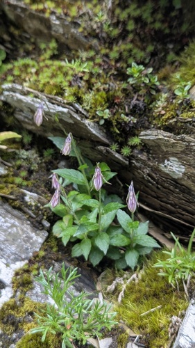 Adenophora morrisonensis, photograph 1