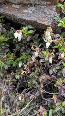 Gaultheria borneensis, photograph (c) Cheng-Te Hsu, some rights reserved (CC BY)