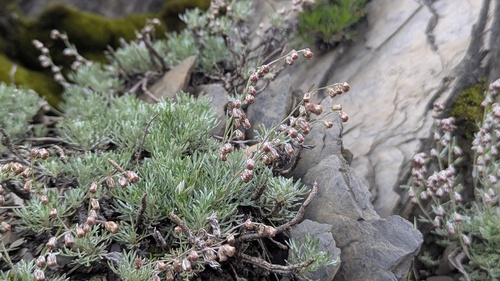 Artemisia kawakamii observed 2026-06-28