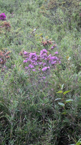 Rhododendron rubropilosum