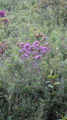 Rhododendron rubropilosum