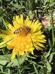 Apis mellifera