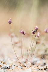 Allium rubrovittatum