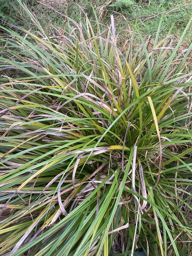 Carex forsteri