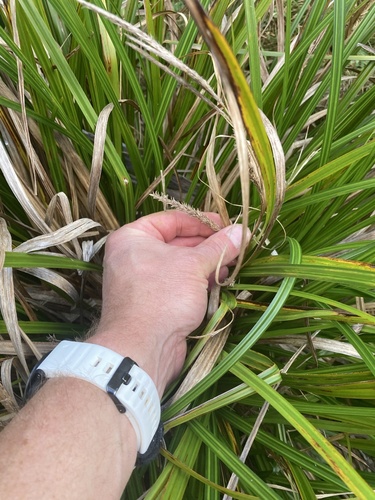 Carex forsteri, photograph 2