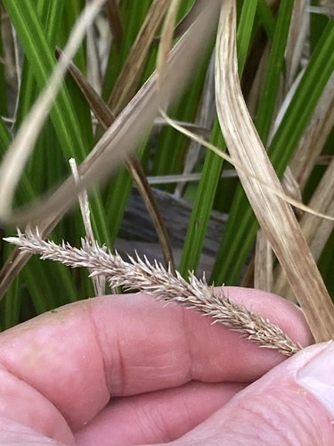 Carex forsteri, photograph 3
