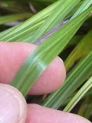 Carex forsteri, photograph (c) Matt Scott, some rights reserved (CC BY)