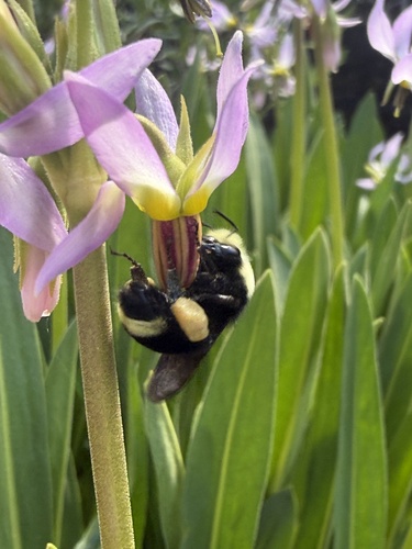 iNaturalist observation photo of Bumble Bees