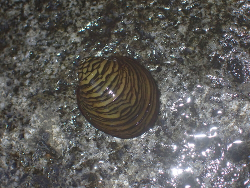Septaria observed 2026-07-03