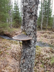 Phellinus nigricans