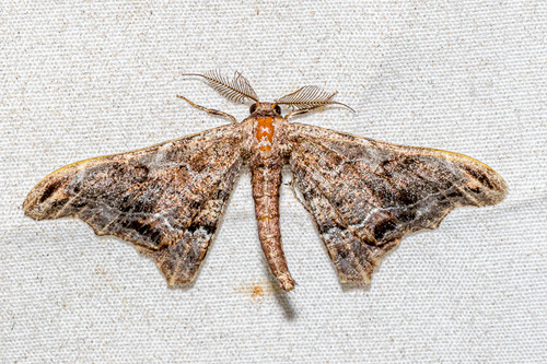 Hyposidra violescens