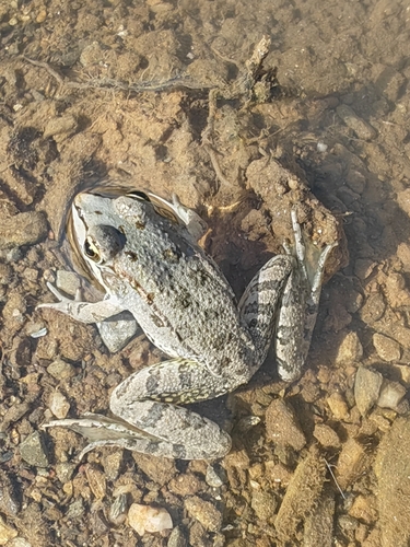 Sahara Frog