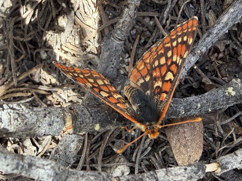 iNaturalist observation photo of Euphydryas