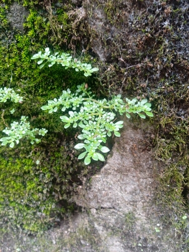 Artillery Plant