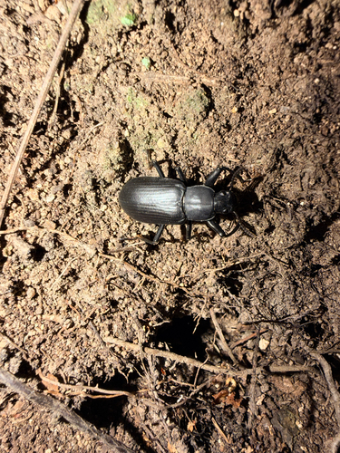 Promethis valgipes