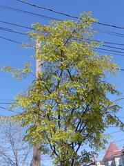 Zelkova serrata