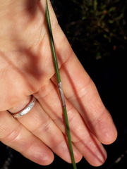 Rhodocoma fruticosa